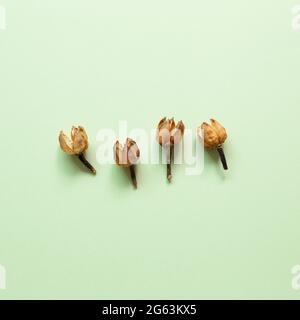 Fleurs sèches brunes sur fond vert. plan d'affichage, vue de dessus, espace de copie Banque D'Images