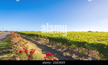 Vignobles emblématiques de la région de Coonawarra le long de la Riddoch Highway, en Australie méridionale Banque D'Images