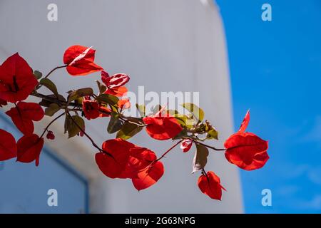 Bougainvilliers plante florissante, fleurs rouges sur mur blanchi à la chaux, ciel bleu clair, jour ensoleillé. Île grecque Cyclades Grèce. Somme Banque D'Images