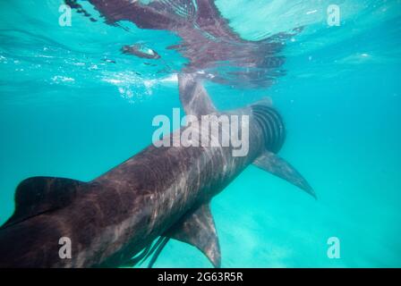 Un requin pèlerin mâle (Cetorhinus maximus) s'éloigne avec sa bouche ouverte montrant ses branchiers. Banque D'Images