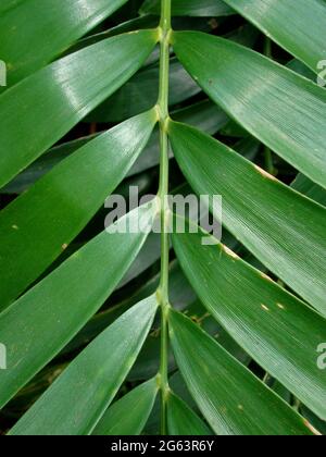 Feuille verte (Zamia pumila) Banque D'Images