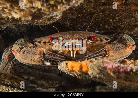 Portrait d'un crabe de natation de velours (puber de Necora) assis sous un rocher à Plymouth Sound au Royaume-Uni Banque D'Images