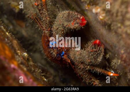 Le homard de squat (Galathea strigosa) se cache dans un étau du Plymouth Sound Devon Banque D'Images