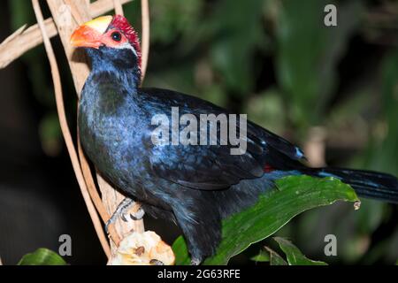 Violet Turaco (Tauraco violaceus) Banque D'Images