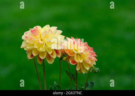 Fleurs de dahlia jaune et rose sur fond d'herbe défocaée Banque D'Images