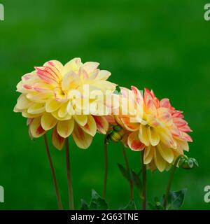 Fleurs de dahlia jaune et rose sur fond d'herbe défocaée Banque D'Images