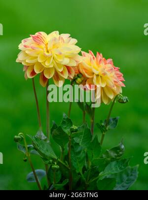 Fleurs de dahlia jaune et rose sur fond d'herbe défocaée Banque D'Images