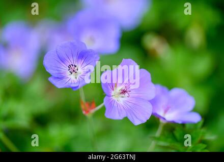 Le géranium bleu (Geranium rozanne) est étroitement lié au pré Cranesbill (Geranium pratense) et est souvent cultivé comme une vivace dans les jardins. Banque D'Images