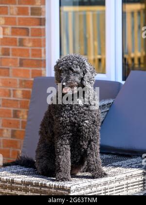 Beau chien noir aux cheveux bouclés Labradoodle assis sur des meubles de terrasse Banque D'Images