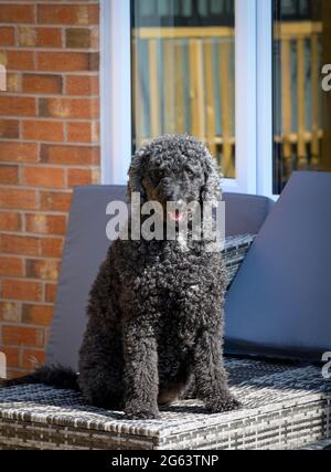 Beau chien noir aux cheveux bouclés Labradoodle assis sur des meubles de terrasse Banque D'Images