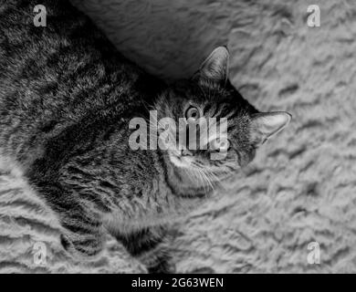 un joli chat rayé regarde l'appareil photo et se trouve sur la moquette de la chambre Banque D'Images