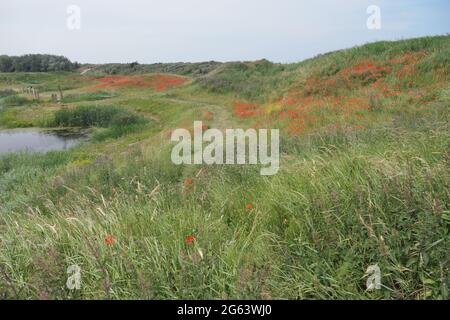 Un paysage de dunes de sable au bord de la côte hollandaise, rempli d'herbes et de coquelicots, avec un étang et une vie aquatique Banque D'Images