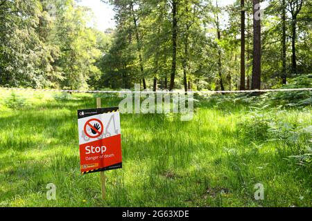 Gestion des forêts dans le New Forest Hampshire enlever des arbres pour la production de bois et restaurer les habitats naturels et la santé de la forêt. Banque D'Images