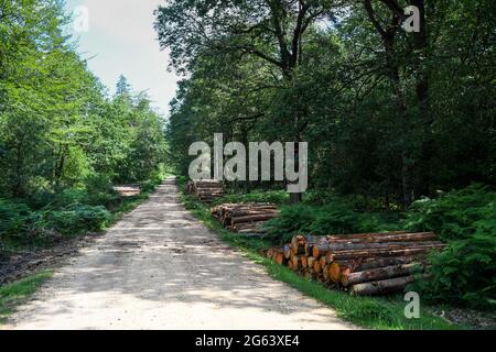 Gestion des forêts dans le New Forest Hampshire enlever des arbres pour la production de bois et restaurer les habitats naturels et la santé de la forêt. Banque D'Images