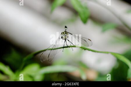 Dragon Fly en portrait. Insectes au sri lanka Banque D'Images