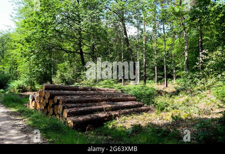 Gestion des forêts dans le New Forest Hampshire enlever des arbres pour la production de bois et restaurer les habitats naturels et la santé de la forêt. Banque D'Images