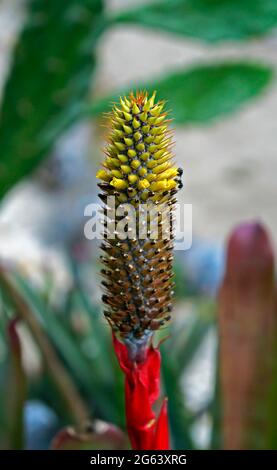 Inflorescence de la broméliade sur la forêt tropicale Banque D'Images