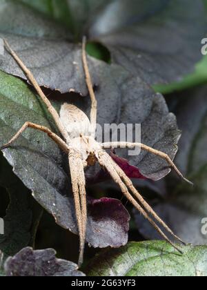 Adulte, araignée en toile de pépinière originaire du Royaume-Uni, Pisaura mirabilis, reposant sur les feuilles de Viola dans un jardin de Plymouth Banque D'Images