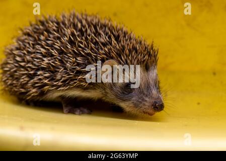 le cub hedgehog repose dans un bassin jaune Banque D'Images