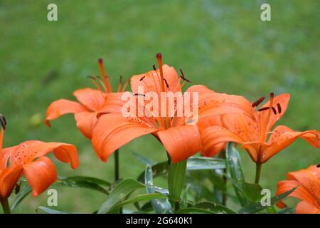 Fleurs de nénuphars (Lilium bulbiferum) dans le jardin entouré d'herbe. Jardin privé à Munilla, la Rioja, Munilla. Banque D'Images