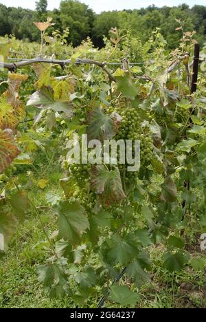 Grenaille verticale de raisins cultivés sur des vignes dans un vignoble du Missouri Banque D'Images