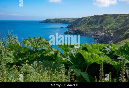 Végétation luxuriante, comme Gunnera et foxgloves, sur le South-West Coast Path, y compris le rocher de balk et la station de Lifeboat, Lizard, Cornwall Banque D'Images