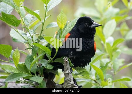 Un gros plan blackbird à ailes rouges. Banque D'Images