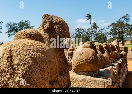 Statue de Nandi au Shore Temple Complex (dynastie Pallava) à Mamallapuram, Tamil Nadu, Inde du Sud, Asie Banque D'Images