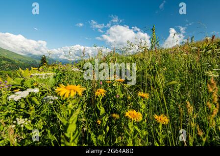 Fond naturel floral lumineux avec fleurs sauvages bleues et orange qui poussent dans la prairie par temps ensoleillé. Banque D'Images