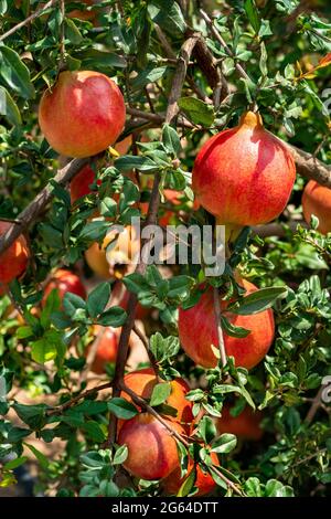 Vue rapprochée à angle bas montrant un groupe de fruits de grenade, Punica Granatum suspendu avec des feuilles vertes sur des branches dans un jardin. Banque D'Images