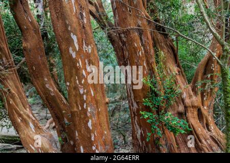 Vue sur une forêt d'arbres Arrayan (Luma apiculata - Myrtle chilien) près de Bariloche, Argentine Banque D'Images