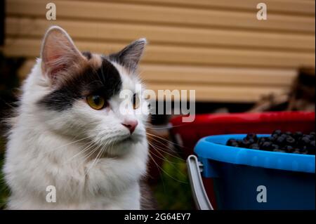 Chat tricolore surpris marchant dans la nature à côté d'un seau de bleuets. Banque D'Images