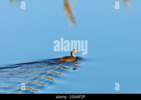 Nage à la finfoot africaine (Podica senegalensis petersii), rivière Breede, Robertson, Cap occidental, Afrique du Sud. Classé comme vulnérable au niveau régional dans Sout Banque D'Images