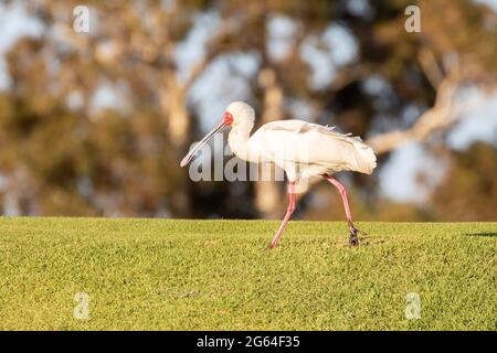 African Spoonbill (Platalea alba), sur un parcours de golf, Robertson, Western Cape, Afrique du Sud Banque D'Images