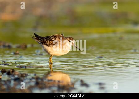 Il sandpiper en bois (Tringa glareola) debout dans l'eau peu profonde à la lumière de l'heure d'or Banque D'Images