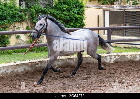 Blanc andalou purebred foal effectuant des exercices d'entraînement Banque D'Images