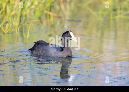 Croot à crapaud ou Croot à crattes (Fulica cristata) nageant sur un barrage agricole, Robertson, Western Cape, Afrique du Sud Banque D'Images