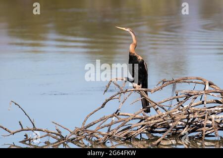 Darter africain / Snakebird (Anhinga rufa rufa) sur le fleuve Breede, Cap occidental, Afrique du Sud Banque D'Images