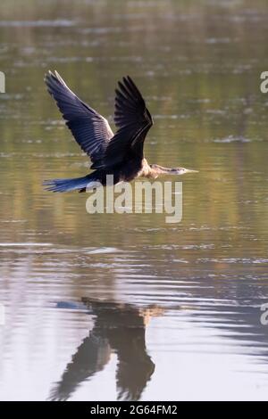 Le Darter africain (Anhinga rufa), alias Snake Bird, survolant un barrage agricole au coucher du soleil avec réflexion, cap occidental, Afrique du Sud Banque D'Images