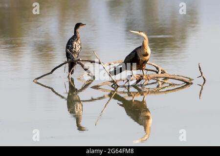 Roseau / Cormorant à queue longue (Microcarbo africanus) perchée avec le Darter africain / Snakebird (Anhinga rufa) au coucher du soleil sur un barrage agricole, Western Cape, Sout Banque D'Images