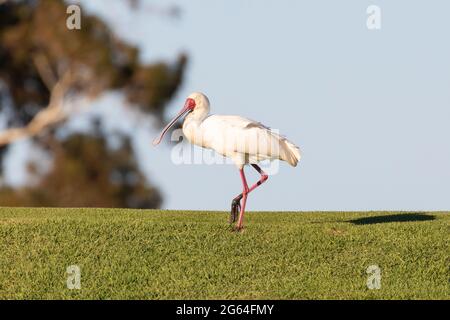 African Spoonbill (Platalea alba), en marchant sur les gratte-ciel en haut de la colline sur un parcours de golf, Robertson, Western Cape, Afrique du Sud Banque D'Images