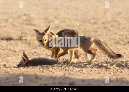 Cape Fox (Vulpes chama) vixen et kits ou petits au coin de l'aube alias renard cama ou renard argenté, Kalahari, Cap du Nord, Afrique du Sud Banque D'Images