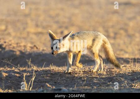 Cape Fox (Vulpes chama) un petit ou un kit curieux, un renard cama ou un renard argenté, Kalahari, Northern Cape, Afrique du Sud à l'aube Banque D'Images