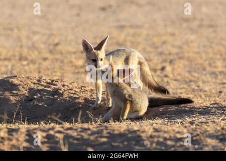 Deux kits de Cape Fox (Vulpes chama), des petits, des petits saluant au den, alias renard cama ou renard argenté, Kalahari, Northern Cape, Afrique du Sud à l'aube Banque D'Images