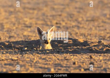 Cape Fox (Vulpes chama), un cub qui pinte de la terelle à l'aube, c'est-à-dire un renard cama ou un renard argenté, Kalahari, Northern Cape, Afrique du Sud Banque D'Images