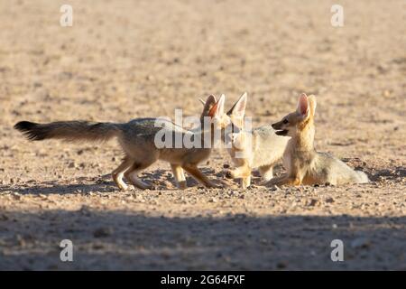 Cape Fox (Vulpes chama) kits, petits, petits jouant au den à l'aube, alias le renard cama ou le renard argenté, Kalahari, Northern Cape, Afrique du Sud Banque D'Images