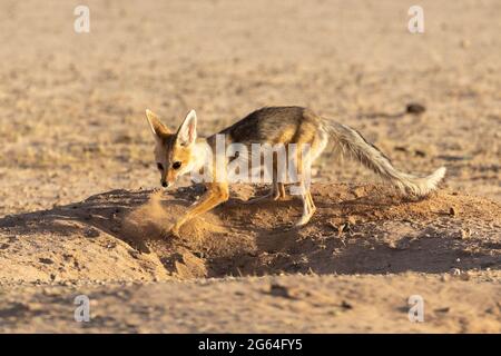 Cape Fox (Vulpes chama) alias renard cama ou renard argenté, Kalahari, Cap du Nord, Afrique du Sud à l'aube, vixen creusant l'entrée du den Banque D'Images