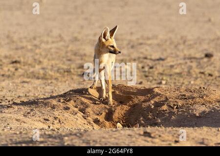 Cape Fox vixen (Vulpes chama) à l'entrée de à l'aube, alias renard cama ou renard argenté, Kalahari, Afrique du Sud Banque D'Images