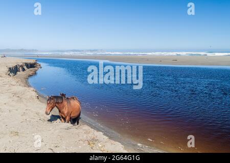 Chevaux sur une plage dans le parc national de Chiloe, Chili Banque D'Images