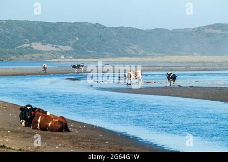 Vaches sur une plage dans le parc national de Chiloe, Chili Banque D'Images